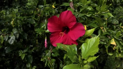 Red Flower Bloom Close Up 4K Video Stock Footage 317626804
