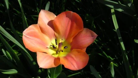 Red Flower Blooming During Spring Stock Photos
