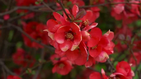 Red Flower Blooming from a Large Shrub Vídeos de archivo 242707121