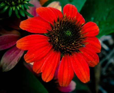 Red flower blooming Stock Photos