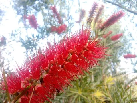 Red flower blooming in spring Stock Photos