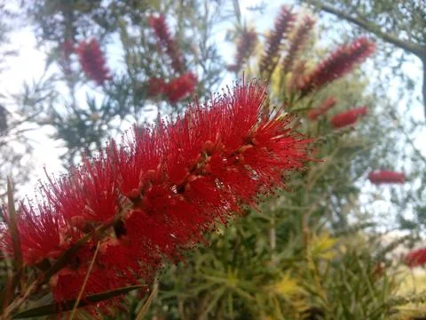 Red flower blooming in spring Stock Photos