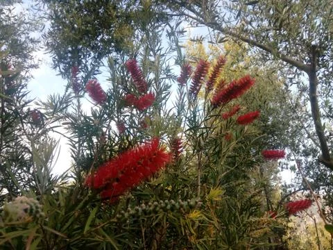 Red flower blooming in spring Stock Photos