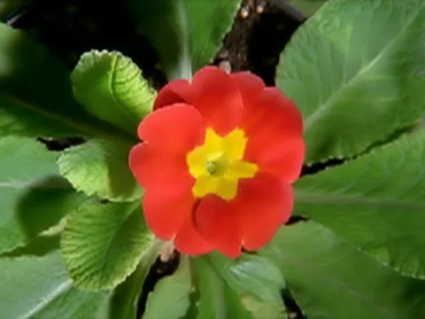 Red Flower Blooming in Time-lapse – 320x240 Video stock 8508817
