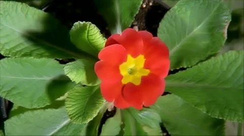 Red Flower Blooming in Time-lapse – 480x270 Stock-Footage 8508829
