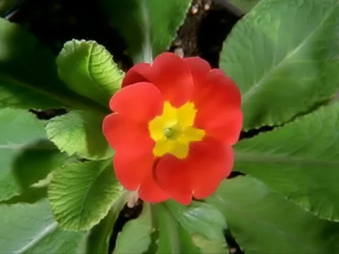 Red Flower Blooming in Time-lapse – 640x480 Video stock 8508836