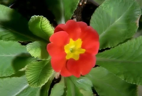 Red Flower Blooming in Time-lapse – NTSC Stock Footage 8508847