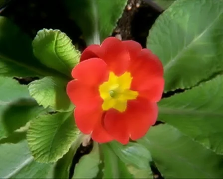 Red Flower Blooming in Time-lapse – PAL Stock Footage 8508860