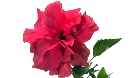 Red flower blooming in time-lapse on a white background. Video stock 119982682