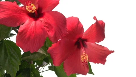 Red flower blooming in time-lapse on a white background. Video stock 120193591