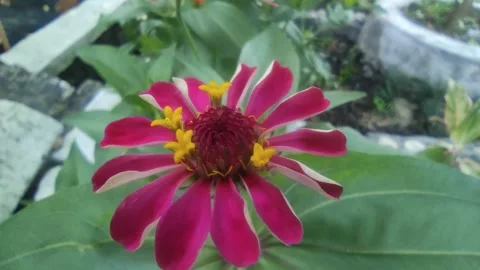 Red Flower Blooms Stock Footage 226322189