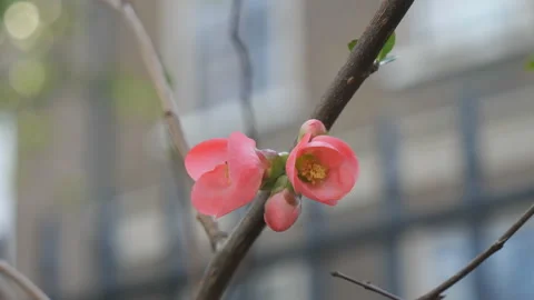 A red flower blossoming on a tree branch. Stock Footage 124291109
