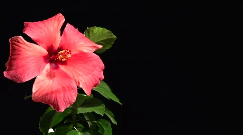 Red flower blossoms on a black background. Stock Footage 54799622