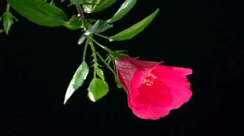 Red flower blossoms on a black background. Time lapse. 스톡 동영상 56743771