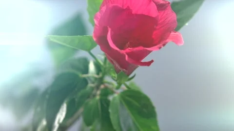 Red flower blossoms on blurred background, time lapse Stock Footage 55045952