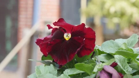 Red Flower Blowing in the Wind Close up in 4K Vidéo 49145396