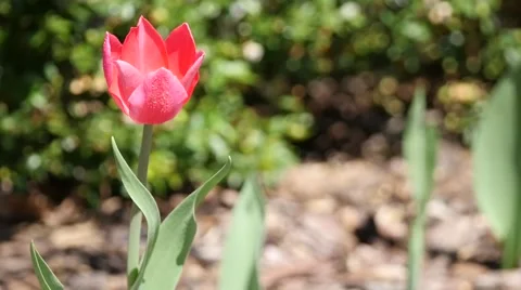 Red Flower Blowing in the Wind Stock Footage 49978706