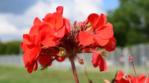 Red flower blown light wind Stock Footage 65264046