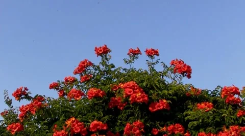 Red Flower BlueScreen Stock Footage 7748175