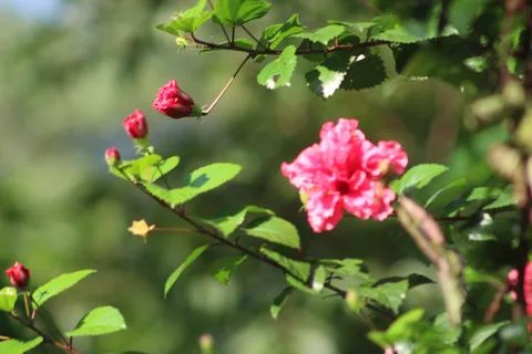 Red Flower in Blur Background Stock Photos
