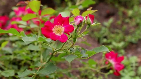 Red flower on a blurred background. 4k. Flower movement Stock Footage 156802667