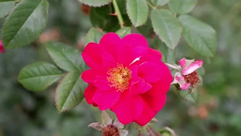 Red flower on a blurred background. 4k. Flower movement Stock Footage 158894503