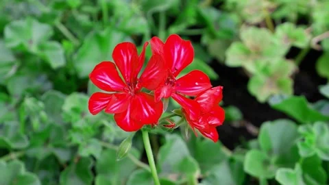 Red flower on a blurred background. Stock Footage 167460497