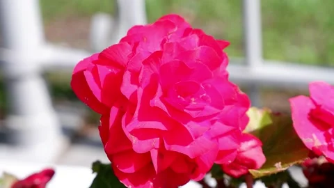 Red flower on a blurred background. Suitable for backgrounds. Stock Footage 159061600