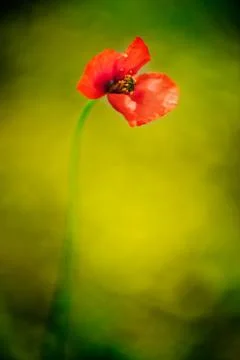 Red flower - blurry effect Stock Photos
