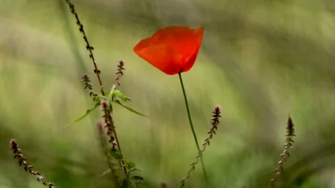 Red flower on a blurry green background. Red poppy in a green field at the foot 動画素材 127856972