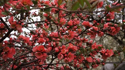 Red flower on the branches of a tree. Flowering trees in spring Stock Footage 114630860