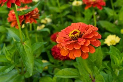 Red flower bud close up side view in garden with flower background Stock Photos