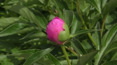 Red flower bud Stock Footage 131036769