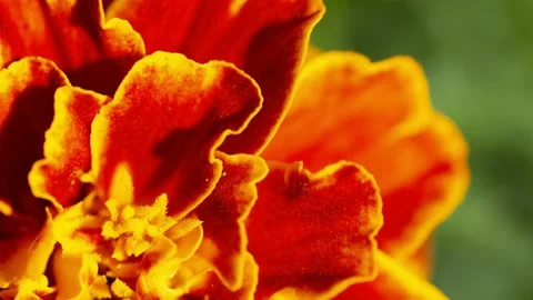 Red flower bud Stock Footage 148311970