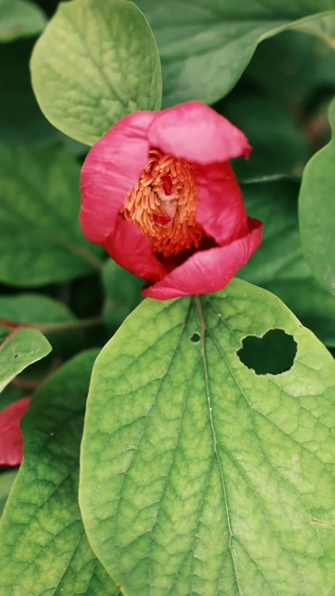 Red flower bud opening among green leaves in natural light. Botanical macro Stock Footage 325738162