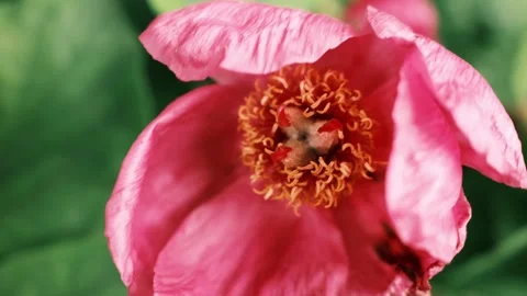 Red flower bud opening among green leaves in natural light. Botanical macro Stock Footage 325738202