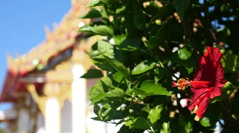 Red Flower at Buddhist Temple complex garden Stock-Footage 56494308