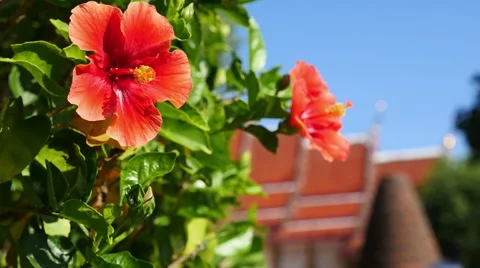 Red Flower at Buddhist Temple complex garden Video stock 56495801