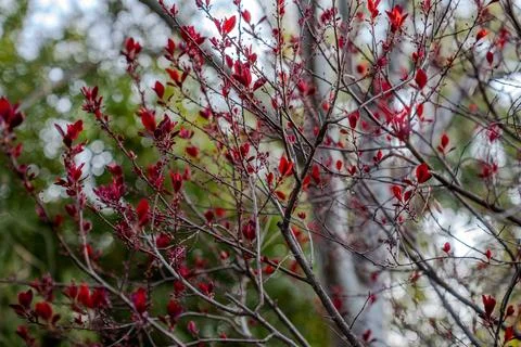 Red flower buds on branches in soft spring light Stock Photos