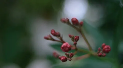 Red flower buds Video stock 66858713