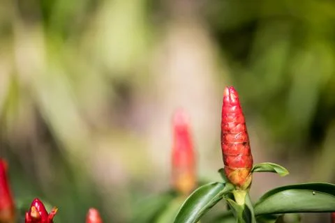 Red Flower buds Stock Photos