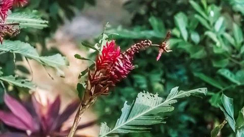 A red flower with a bug on it Stock Photos