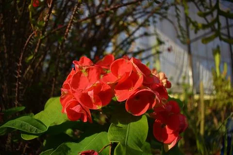 Red Flower Bunch 库存照片