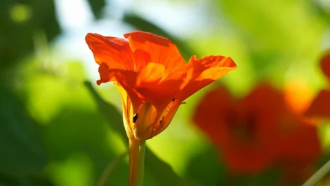 Red flower burped in the wind Video stock 105607702