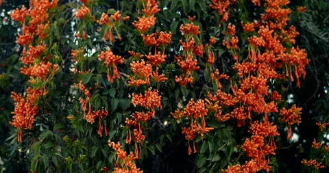 Red flower bush Video stock 192275020