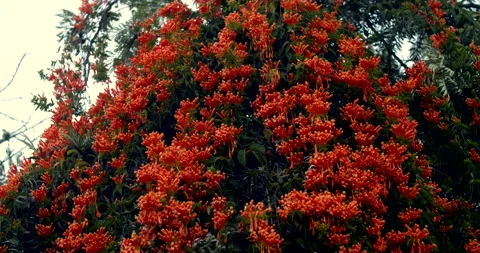 Red flower bush Video stock 192275640