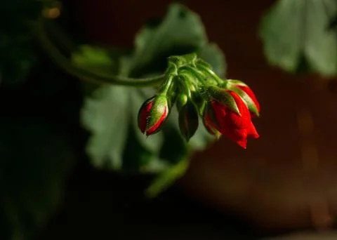 Red flower button highlighted Stock Photos