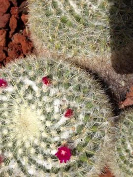 Red flower cactus plant with sharp prick thorns danger Stock Photos
