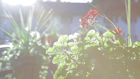Red Flower Camera Slide &amp; Reveal with Lens Flare 動画素材 72708622