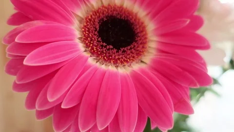 Red flower, chrysanthemum close-up Stock Footage 120543385